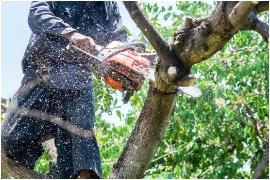 tree services Franklin